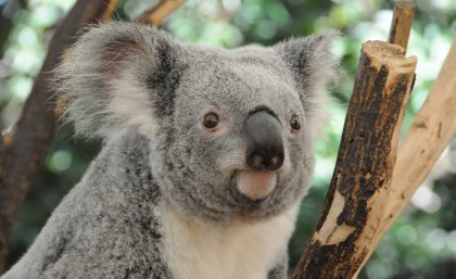 Koala populations have declined rapidly in south-east Queensland.